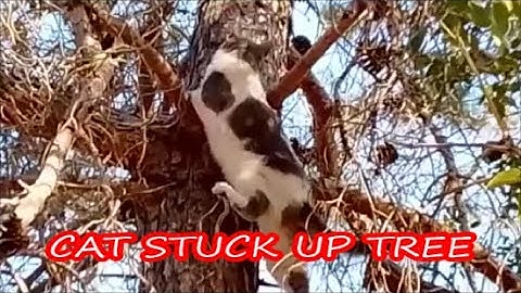 CAT STUCK UP TREE and more cat capers