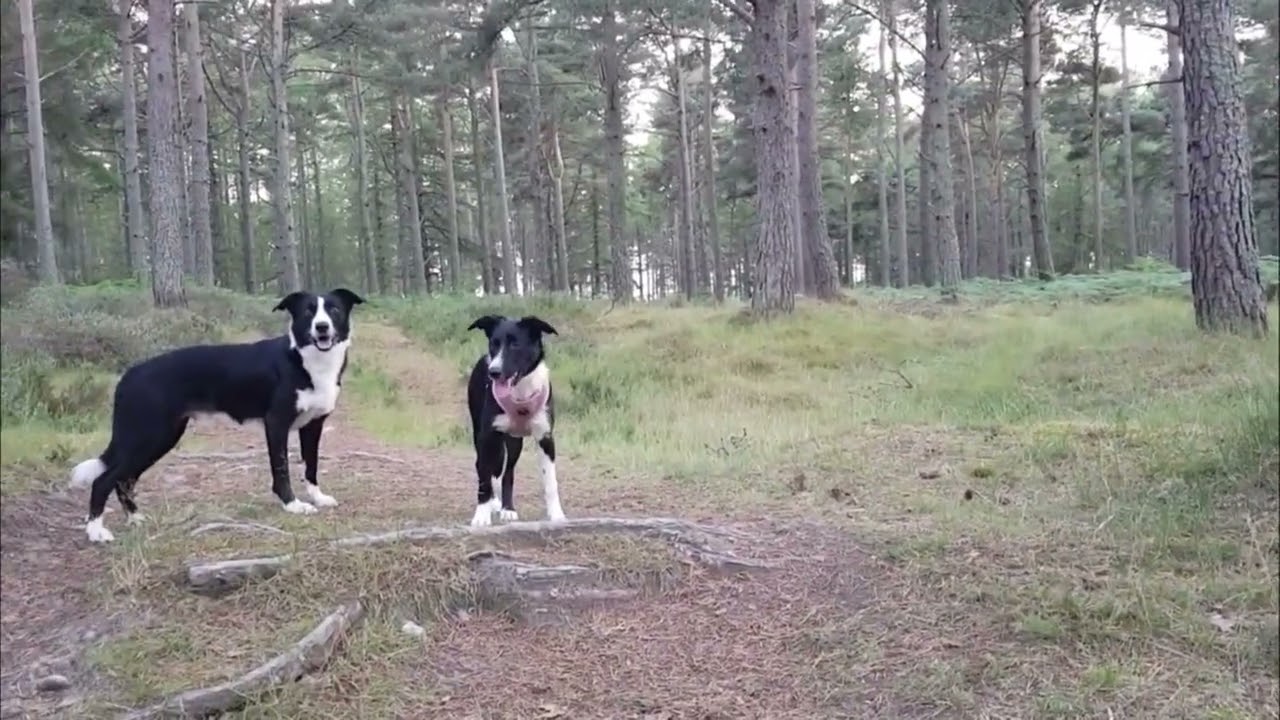 As a son - Very soon it will be known, most likely, that another step will only lead to another fall