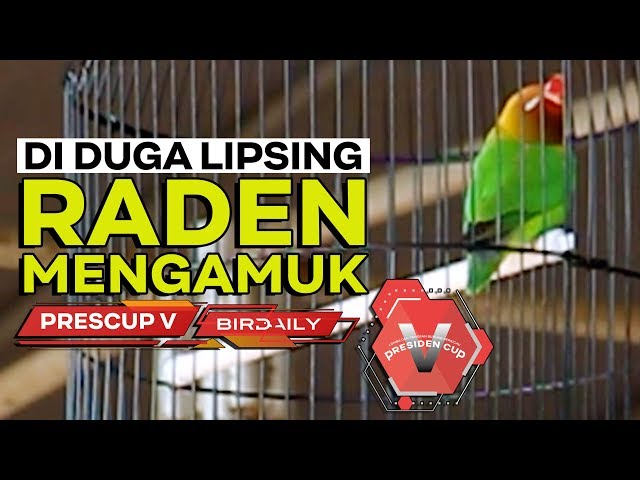 PRESCUP V : LOVEBIRD RADEN DI DUGA LIPSING LANGSUNG MENGAMUK class=