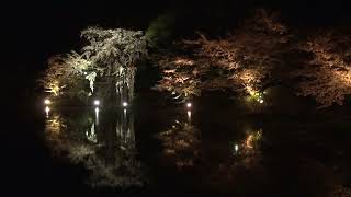 説明欄(概要欄)に動画やSNSのリンク 長野県須坂市 臥竜公園の夜桜
