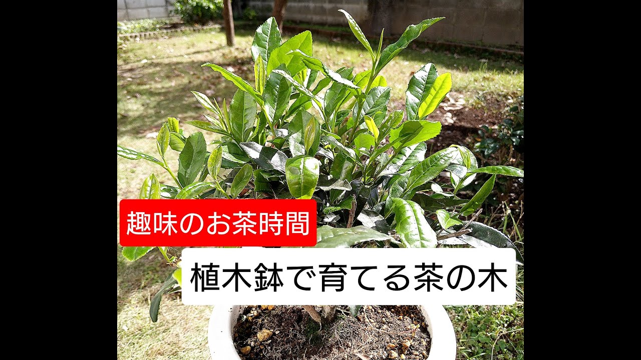 茶の木を植木鉢で育てています Tea Trees Grown In Flowerpots Youtube