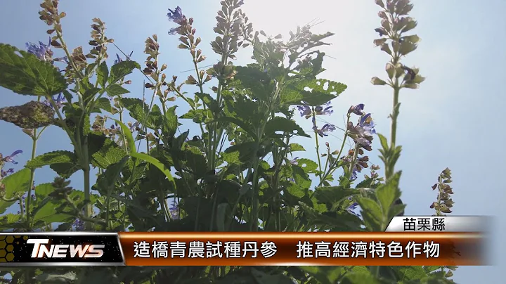 造橋青農試種丹參  推高經濟特色作物│T-NEWS聯播網 - 天天要聞