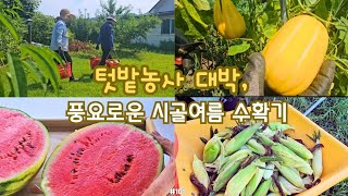 시골생활Vlog) 🌽텃밭농사 대박! 옥수수, 수박, 참외, 복숭아 등 과일과 채소가 넘치는 여름날, 자급자족 시골생활, 시골영희