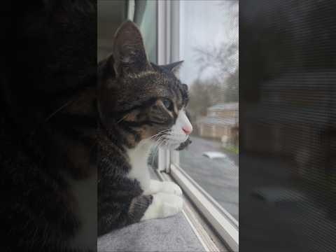 another rainy day ☔#adoptstrays #catshorts #tiktok猫 #cutekawaii #neko #calm #relaxing #lovelypets