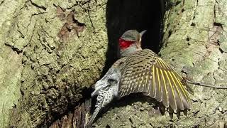 Filming the Feathers: Northern Flicker