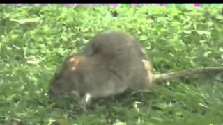 Oh No! A Rat!