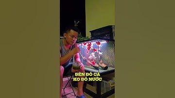 ĐÈN ĐỎ CÁ CHO CÁ VÀNG, CÁ CHÉP, CÁ RỒNG