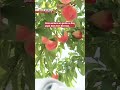 Peach harvest starts in FukushimaーNHK WORLD-JAPAN NEWS #shorts