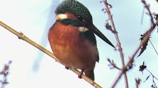 善福寺公園 カワセミ - YouTube