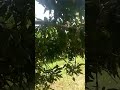 #aamleloaam #mango #arhan #mahera #garden #aamkabagh