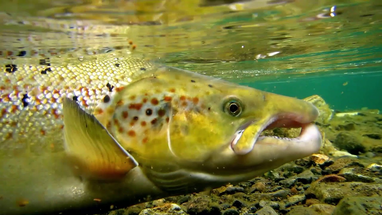 Miðfjarðará salmon fishing