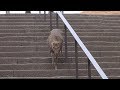 奈良公園 ある日の鹿さん ちっちゃい小鹿ちゃんに遭遇