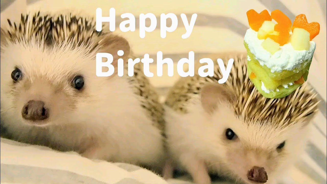 ハリネズミ用のケーキを作ってお誕生日パーティーをしました！【作り方