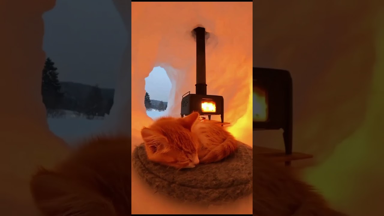 🐾Cat Snow House♥️