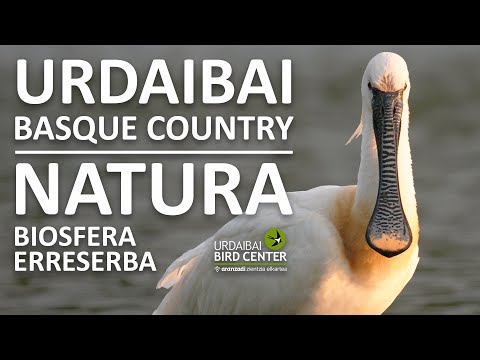 Urdaibai Wildlife live cam preview