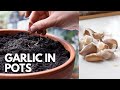 Growing garlic in pots in spring direct planting  balconia garden