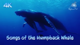 Songs of the Humpback Whale - AMAZING!!!  BEAUTIFUL 4K UNDERWATER FILM \& HUMPBACK WHALE SOUNDS!