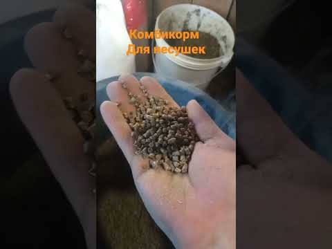Видео: ДЕЛАЕМ КОМБИКОРМ ДЛЯ НЕСУШЕК И ЦЫПЛЯТ #гранулятор #курынесушки #птицеводство