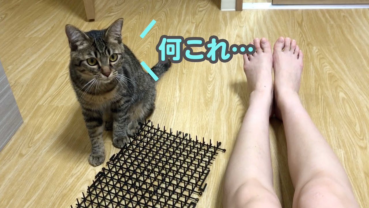 猫よけマットで猫は避けられる さもじと実験検証してみた結果 Youtube 猫よけマットで猫は避けられる さもじと実験検証してみた結果 Youtube