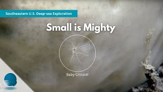 Southeastern U.S. Deep-Sea Exploration: Small is Mighty