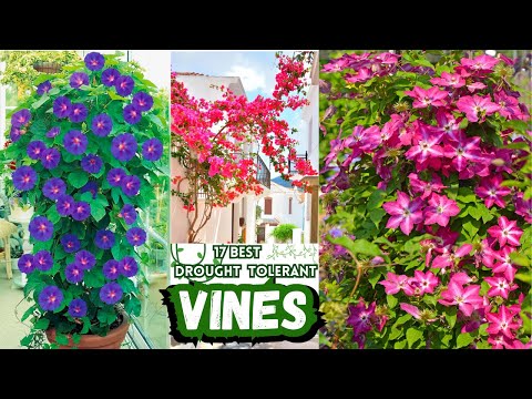 Video: Vines som hanterar torka - Lär dig om torktoleranta klätterväxter för landskap