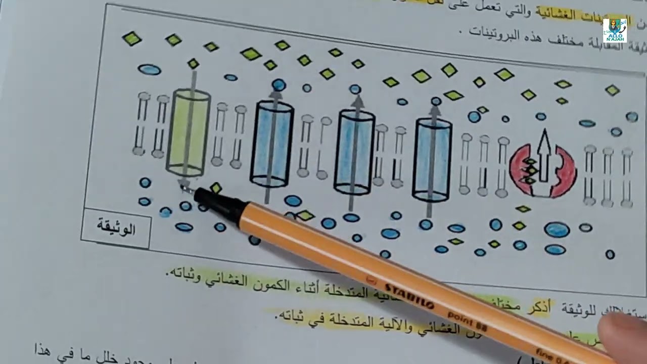 دور البروتينات الغشاءيةفي كمون الراحة تمرين مقترح للباكالوريا،الجزء2