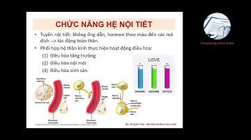 ĐẠI CƯƠNG HỆ NỘI TIẾT | Ôn thi SĐH UMP 2022 | BS. Lê Quốc Tuấn