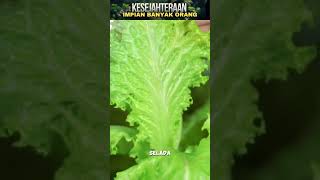 Download Lagu Kenapa selada kadang rasanya ada yang pahit MP3