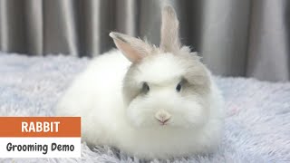 Cute Bunny Rabbit Grooming Asian Cute Dogs