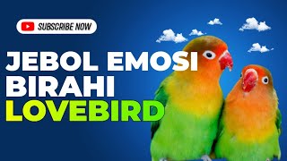 Merdu dan Memukau! Suara Pancingan Jebol Emosi Birahi Lovebird Jantan #lovebirds #lovebirdkonslet