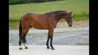 FOR SALE - 20222 gelding by Tallmann - TOP LIMITED YH class 02062026 FOR SALE - 20222 gelding by Tallmann - TOP LIMITED YH class 02062026