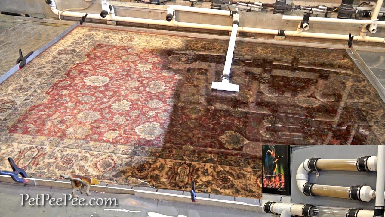Vacuuming the Oriental rug in a highspeed PetPeePee YouTube