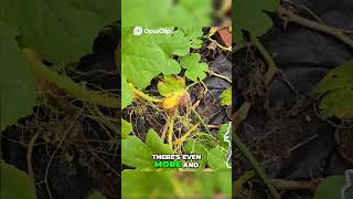 The Vine With No Leaves? Meet Dodder