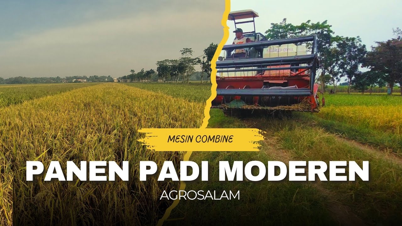 PANEN PADI DENGAN MESIN COMBINE CEPAT DAN EFISIEN !!