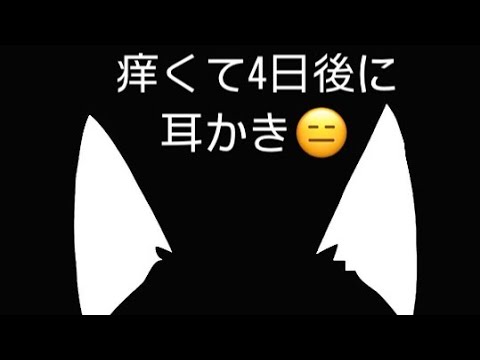 ピノコの汚耳掃除 #耳かきチャンネル #earcleaner #earwax #earwax_removal #asmr