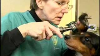 Dachshunds Available For Adoption At MARL