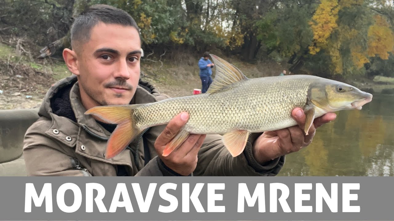 Ribolov na Velikoj Moravi uz puno nervoze! (4K VIDEO) 