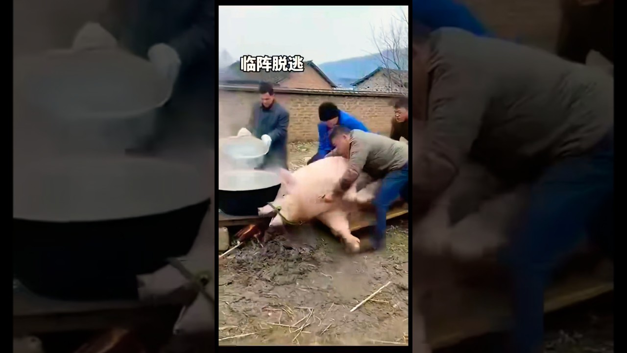 走甩豬🤣A pig against its fate💪