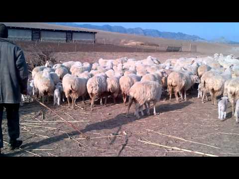 ბატკნის დედები