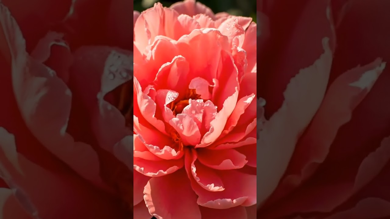 Раскрывающийся цветок — поделись с тем, кто тебе дорог! 🌸✨ 