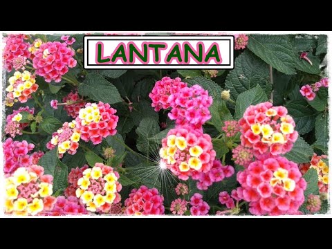 Video: Lantana Montevideo
