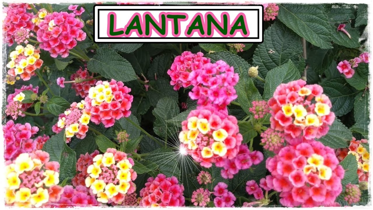 LANTANA CAMARA: Saiba como CULTIVAR e CUIDAR deste arbusto que floresce o  ano inteiro 🌹🌺⚘ - thptnganamst.edu.vn