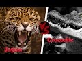 10 CRAZIEST Animal Fights Caught On Camera Lion Buffalo Crocodile Elephant Bear Lion 10 CRAZIEST Animal Fights Caught On Camera Lion Buffalo Crocodile Elephant Bear Lion