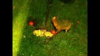 The Fox and the Opossum