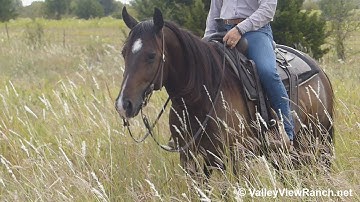 Outwest Peppy George***For info, price, etc., go to our website: ValleyViewRanch.net***