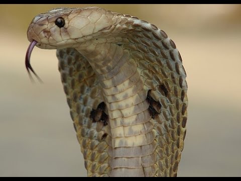 very dangerous cobra snake hd 1080p youtube