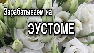 Технология выращивания эустомы | Поставщик посадочного материала