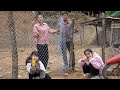 The Process of Expanding the Chicken and Duck Coop, Preparing for Sowing and Planting Rice