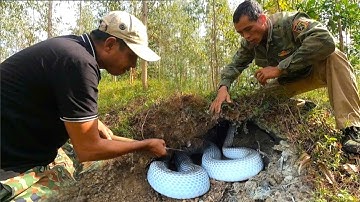 horrifying discovery. 2 hunters fell backwards when they saw a group of strange snakes in the mound.