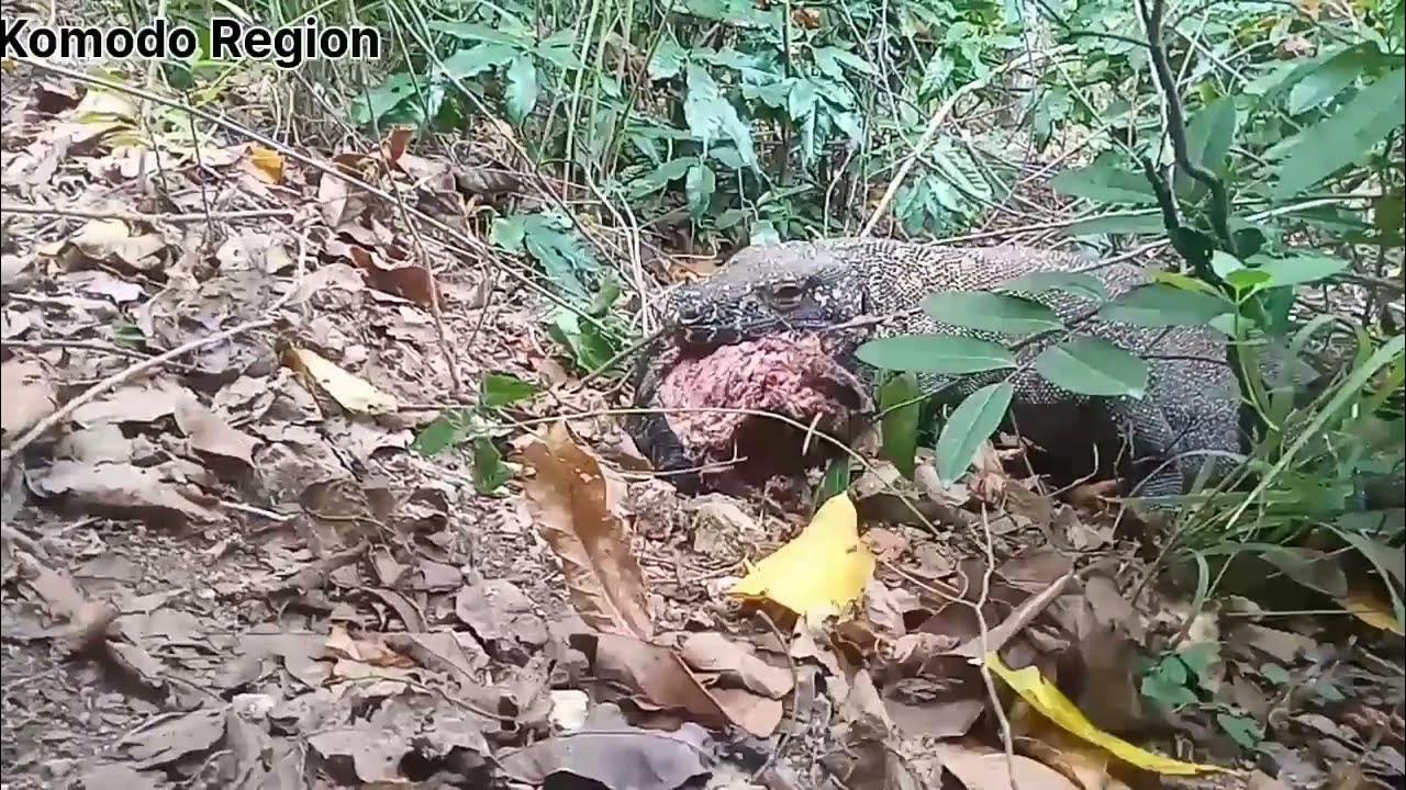 KOMODO dragon eat baby goat - YouTube